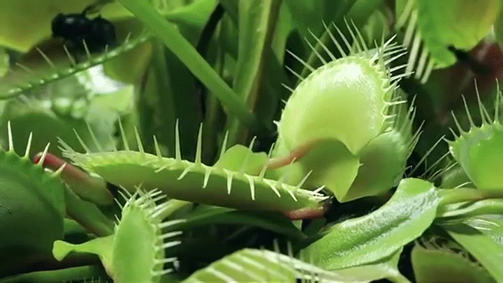 flytrap